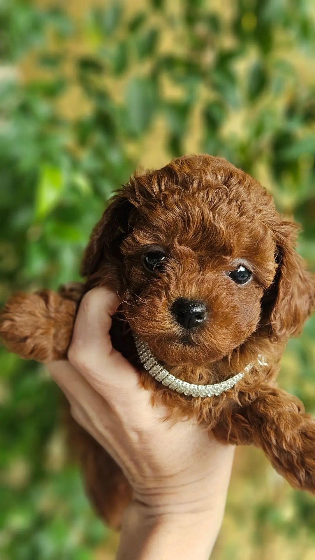 где купить тикап пуделя